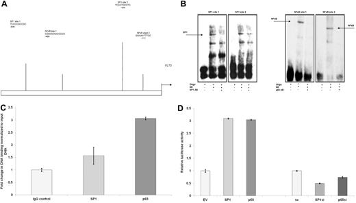 Figure 2. Regulation of FLT3 expression via the SP1/NF-κB(p65) complex. (A) SP1 and NF-κB(p65) binding sites in the promoter region of the FLT3 gene. (B) EMSA assays of the 2 identified binding sites for SP1 and NF-κB(p65), demonstrating specific binding of SP1 to the first site and binding of NF-κB(p65) to both sites using specific antibody to supershift the DNA-protein complexes. (C) Chromatin (ChIP) for the region containing binding sites of SP1 and of NF-κB(p65). (D) Luciferase promoter activity reporter assay including 700 bp of the promoter region of the FLT3 gene containing all identified SP1 and NF-κB(p65) binding sites, demonstrating increased activity after cotransfection with constructs to overexpress SP1 or NF-κB(p65) and decreased activity after siRNA mediated knockdown of SP1 and NFκB(p65). EV indicates empty vector; and sc, scramble oligo.