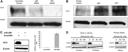 Figure 3. Bortezomib-induced FLT3 down-regulation via interaction with the SP1/NF-κB(p65) complex. (A) SiRNA mediated knock-down of SP1 or NFκ-B(p65) down-regulates FLT3 expression in MV4-11 cells that harbor a FLT3-ITD and express FLT3 at high levels. (B) Overexpression of SP1 or NF-κB(p65) increases the expression of FLT3 in the KG1 cell line that usually has low expression of FLT3. (C) Increasing miR-29b in the MV4-11 cell line decreases FLT3 expression in MV4-11 cells. (D) Bortezomib treatment decreases FLT3 expression in a time- and dose-dependent manner in the MV4-11 cell line and in primary patient blasts (obtained from patients not enrolled on the current clinical trial; samples were procured in the OSU Leukemia Tissue Bank).