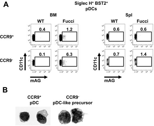 Figure 2. Proliferation and morphology of CCR9− pDC-like precursors in BM and spleen. (A) Expression of CD11c and the genetically encoded green-fluorescent cell-cycle indicator (mAG-hGeminin) was analyzed in primary Siglec-H+BST2+PI− cells from BM and spleen by flow cytometry. Fucci-transgenic mice expressing mAG-hGeminin were used and compared with WT control mice. (B) Morphology of CCR9− pDC-like precursors and CCR9+ pDCs isolated from BM was assessed on cytospin samples with a 100× magnification oil-immersion objective.