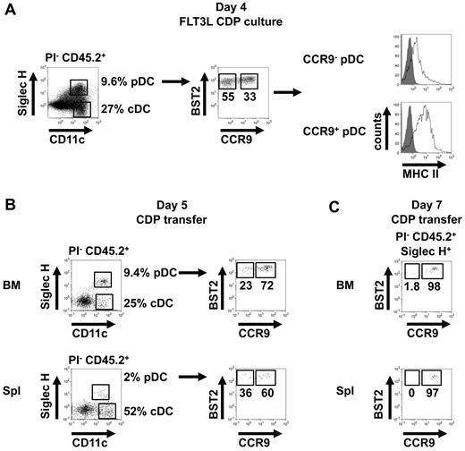 Figure 7. CDPs give rise to CCR9− pDC-like precursors. (A) CD45.2+ CDPs were cultured for 4 days with total CD45.1+ BM cells in medium supplemented with Flt3L and analyzed for the expression of Siglec-H, CD11c, BST2, CCR9, and MHCII by flow cytometry (representative results of 4 replicates are shown). (B) CD45.2+ CDPs were transferred intravenously into CD45.1+ mice and the expression of Siglec-H, CD11c, BST2, and CCR9 on PI− CD45.2+ progeny was analyzed after 5 days in BM and spleen by flow cytometry (results of one representative of 3 transfers are shown). (C) CD45.2+ CDPs were transferred IV into CD45.1+ mice and the expression of BST2 and CCR9 on PI−CD45.2+Siglec-H+ progeny was analyzed 7 days later in BM and spleen by flow cytometry (results of one representative of 6 transfers are shown).