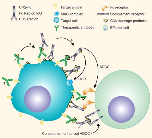 Enhancement of complement-mediated antitumor antibody mechanisms by CR2-Fc. Antitumor antibodies bound to tumor antigens (1) activate the complement system leading to the deposition of activated C3 fragments. (2) These fragments may further activate the complement cascade eventually leading to tumor cell lysis via the formation of the membrane attack complex. Complement fragments can be recognized by complement receptors expressed on effector cells leading to direct cytotoxicity or enhanced FcR-dependent tumor killing. The CR2-Fc fusion protein targets deposited C3 fragments on the tumor cells, (3) activates complement, and generates its own ligand, thereby amplifying complement activation. (4) In addition, CR2-Fc binding increases the available Fc fragments leading to enhanced Fc receptor-mediated tumor killing. Professional illustration by Paulette Dennis.