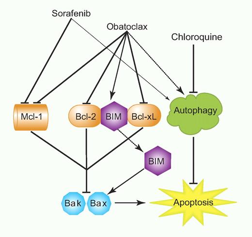 Model for the enhancing effects of obatoclax on sorafenib-induced AML cell death. Professional illustration by Paulette Dennis.