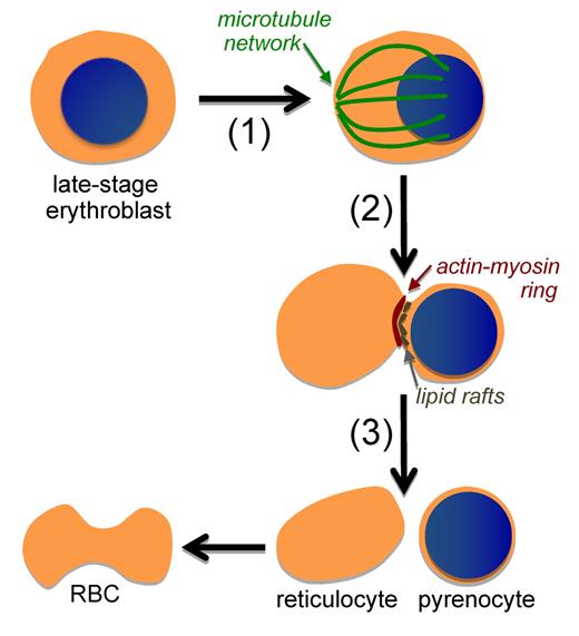 Red blood cell (RBC) formation in mammals requires the enucleation of late-stage erythroblasts. This process is now recognized to be a multistep one that includes (1) eccentric positioning of the nucleus associated with a microtubule network, (2) the pinching of the erythroblast associated with a localized actin-myosin ring and lipid rafts, as well as endocytic vesicle formation (not shown), and (3) the formation of 2 cells: a pyrenocyte that is rapidly engulfed by macrophage cells and a reticulocyte that continues to mature into a biconcave RBC.
