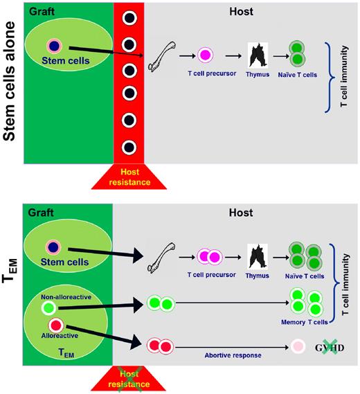 Figure 7. Schema illustrating how CD62L− T cells contribute to T-cell reconstitution after allogeneic hematopoietic cell transplantation.