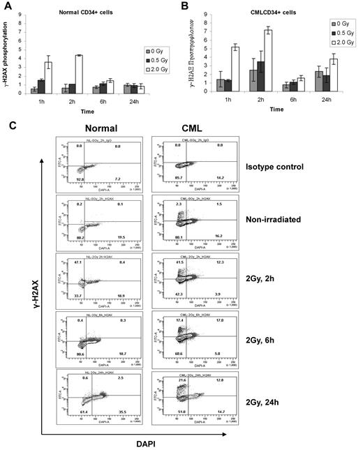 Figure 3. DNA damage measured by γ-H2AX phosphorylation. CD34+ cells from (A) normal donors (n = 5) and (B) CML CP patients (n = 5) were exposed to 2 Gy of γ-radiation, and phosphorylation of histone γ-H2AX was measured by flow cytometry at different times after irradiation and is shown as ratio of mean channel fluorescence (MCF) for phosphorylated γ-H2AX compared with isotype control. **P < .01, ***P < .001 (differences in γ-H2AX phosphorylation in CML CD34+ cells compared with normal CD34+ cells exposed to 2 Gy at 2 and 24 hours after irradiation, respectively). Data are mean ± SEM of multiple experiments. (C) Flow cytometric plots showing phosphorylated γ-H2AX versus cell cycle based on DNA labeling with DAPI in CML and normal CD34+ cells with and without exposure to radiation. The gates were drawn based on the isotype controls that are shown in the top panels. Separate gates were used for the DAPI low (G0/G1 populations) and DAPI high (S/G2/M populations) because of differences in “nonspecific” fluorescence of the 2 populations.