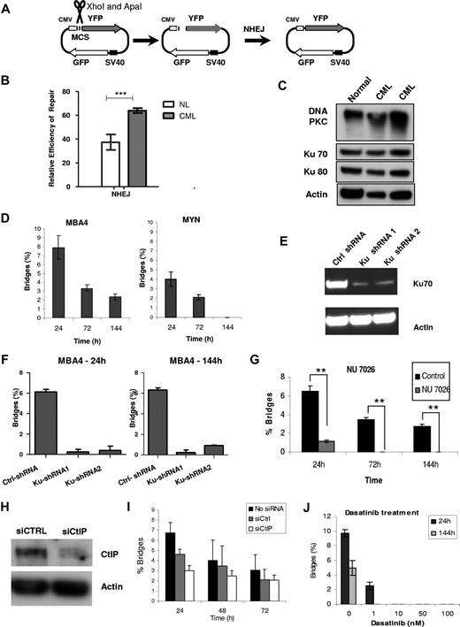 Figure 5. The role of NHEJ DNA repair in nucleoplasmic bridge formation and BFB cycles in CML cells. (A) Plasmid-based assays for the SSA pathway of HR and NHEJ repair were performed in CML and normal CD34+ cells. (B) NHEJ repair in CML CD34+ cells (n = 3) and normal CD34+ cells (n = 5). Data are mean ± SEM of multiple experiments. *P < .05, ***P < .001 (comparing CML and normal CD34+ cells). (C) Expression of DNA-PKcs, Ku70, and Ku80 in normal CD34+ (n = 3) and CML CP CD34+ (n = 3) cells was measured by Western blotting. Representative results are shown. (D) Nucleoplasmic bridge formation in the BCR-ABL–positive cell line MBA-4 and its control cell line MYN. (E) Inhibition of Ku70 expression in MBA-4 cells by anti-Ku70 shRNA-expressing vectors was studied by Western blotting. A representative blot is shown. (F) Nucleoplasmic bridge formation in Ku70 knockdown and control MBA-4 CML cells at 24 hours (1 division) and 72 hours (3 or 4 divisions) after exposure to radiation. Data are mean ± SEM of 3 experiments. ***P < .0001 (comparing control-shRNA with Ku-shRNA1 and control-shRNA with Ku-shRNA2 at 24 and 144 hours after culture). (G) Nucleoplasmic bridges in MBA-4 cells after treatment with NU7026 were studied. Data are mean ± SEM of 3 experiments. A significant reduction in bridges was observed at 24, 72, and 144 hours compared with untreated controls (P < .0001). (H) siRNA-mediated inhibition of CtIP expression in MBA-4 cells was confirmed by Western blotting. A representative blot is shown. (I) Nucleoplasmic bridges were studied at 24, 48, and 72 hours after irradiation in MBA-4 cells after knockdown of CtIP with siRNA and compared with untreated cells and cells treated with control siRNA. A trend toward reduction of bridges was observed at all time points after CtIP knockdown, but the reduction was not significant at any of the time points. Data are mean ± SEM of 3 experiments. (J) Suppression of radiation-induced nucleoplasmic bridge formation in MBA-4 cells after treatment with increasing doses of dasatinib. At higher concentrations, dasatinib was inhibitory to growth of MBA-4 cells. At low doses of dasatinib, significant inhibition of nucleoplasmic bridge formation was seen.