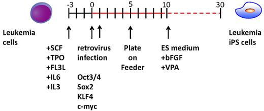Figure 1. Experimental scheme for generating of iPSCs from the CML patient sample. After cytokine stimulation, CD34+ CML cells were reprogrammed by transduction with Yamanaka factors. To improve the reprogramming, valproic acid was added to the culture.