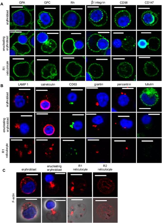 Figure 3. Confocal analysis of erythroblasts, enucleating erythroblasts, and reticulocytes with Abs to organelle and plasma membrane marker proteins. All cells were cultured following protocol A. Cells were fixed in 1% (wt/vol) paraformaldehyde and permeabilized with 0.05% (wt/vol) saponin. (A) Cells were harvested on day 12 and stained for the presence of the plasma membrane markers glycophorin A, glycophorin C, Rh polypeptides, β1 integrin, CD98, and CD147. (B) Cells were stained for the presence of the organelle and cytosolic markers LAMP1 (lysosomes), calreticulin (ER), CD63 (endosomes), giantin (Golgi), pericentrin (centrioles), and tubulin. (C) Cells were stained for the presence of filamentous F-actin. Scale bars indicate 5 μm.