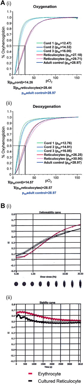 Figure 4. Oxygen binding, deformability, membrane stability of nascent reticulocytes. (A) The oxygen association (left panel) and dissociation (right panel) curves are plotted for 20 μL of cord blood (mean p50 oxy = 14.26, deoxy = 14.57), cultured (following protocol B) and filtered reticulocytes (mean p50 oxy = 28.44, deoxy = 28.57), and adult peripheral blood (p50 adult oxy = 28.97, deoxy = 28.97). (B) Deformability curve of elongation index (EI) vs. shear stress for erythrocytes and cultured reticulocytes (i). Membrane stability curve of elongation index versus time for mature adult erythrocytes (red) and cultured reticulocytes (black) subjected to a continuous high shear stress of 57.5Pa (ii).