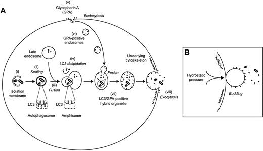 Figure 7. Model for the involvement of GPA-labeled endosomes in the exocytosis of autophagocytosed cytoplasmic content during reticulocyte maturation. (A) Autophagosomes derive from isolation membranes (i) that expand to engulf organelles and other cytoplasmic content before sealing (ii). Fusion of autophagosomes with late endosomes generates amphisomes (iii). As a prelude to fusion, autophagosomes lose LC3 from their outer membrane (a process known as delipidation), meaning that LC3 is found only on the inside of the resultant amphisome. During reticulocyte maturation, active endocytosis of GPA is observed (v), and these endosomes (vi) converge with LC3-positive amphisomes to generate an LC3/GPA–positive hybrid organelle (vii) that has the capacity to fuse with the plasma membrane (viii). Exocytosis may occur at sites of weakened underlying skeleton and is predicted to release cytoplasmic content concomitant with delivering GPA back on to the plasma membrane. (B) The above model predicts that plasma membrane surface area would increase as a result of internal vesicle maturation and exocytosis. We postulate, therefore, that the exocytic event is coupled with a process of plasma membrane blebbing, facilitated in vivo by passage through the spleen. By coupling these events, integral membrane proteins of the exocytic vesicle (including GPA) would be incorporated stochastically into the nascent bud, thereby effecting the shedding of redundant material that had previously been enriched in endosomes.