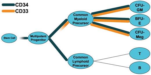 Figure 1. CD33 and CD34 as differentiation antigens. Simplified hypothetical model of stem and progenitor cells in the human hematopoietic system, showing expression patterns of CD33 and CD34.