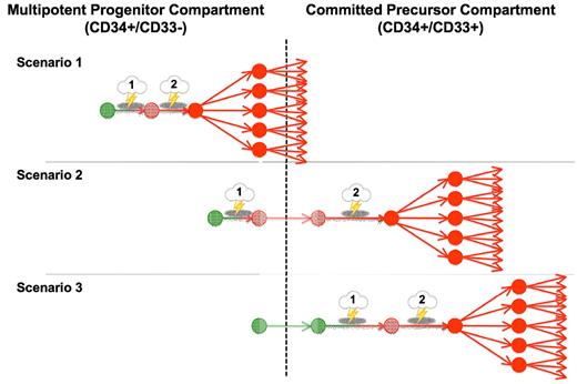 Figure 2. Proposed models of AML transformation. Three proposed simplified scenarios of step-wise transformation in human AML, leading from a normal cell (green) to a premalignant cell (light red) and, eventually, to a malignant cell (dark red) with clonal expansion: Scenario 1, both the initial transforming event and subsequent mutations leading to clonal expansion occur at the level of multipotent, CD33− precursors; Scenario 2, the initial transforming event occurs at the level of multipotent, CD33− precursors, whereas the collaborating mutational event leading to clonal expansion occurs at the level of CD33+ committed myeloid progenitors; and Scenario 3, both initial and subsequent mutations occur at the level of CD33+ committed myeloid precursors. Similar models have been proposed by others.129