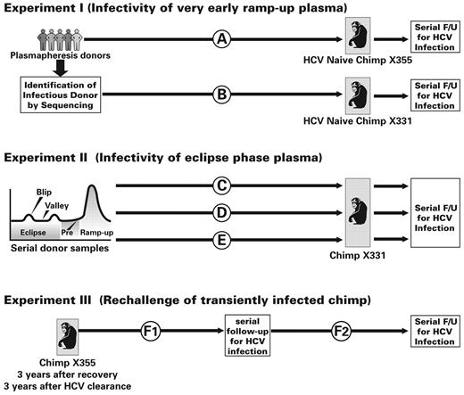 Figure 1. Experimental design and sequence of plasma infusions and follow-up of chimpanzees. Experiment I assessed the infectivity of plasma that tested HCV RNA negative by licensed diagnostic assays and was obtained in the days just before ramp-up viremia. (A) Fifty milliliters of pre–ramp-up phase plasma from each of 5 commercial apheresis donors was infused sequentially during a single experimental procedure into chimp X355. (B) When transmission was linked to 1 donor by phylogenetic sequencing, 50-mL plasma samples from each of 4 earlier donations from that implicated donor were transfused to a second animal (X331) at 9-week intervals. Both animals were followed for virologic, serologic, and cell-mediated immune responses to assess evidence of HCV infection. Experiment II examined the infectivity of samples from 5 donors who had intermittent low-level HCV RNA (“blips”) detected during the eclipse phase of HCV infection by infusions into chimp X331. (C) Phase 1: Infusion of a pool of 250 mL (50 mL of plasma/donor from donations collected subsequent to blips) of HCV RNA-negative plasma from the eclipse phase. (D) Phase 2: 50-mL plasma samples from blip viremic units from the eclipse phase from the same 5 donors were sequentially infused at 6-week intervals. Phase 1 and phase 2 infusions did not transmit HCV infection to the recipient animal (chimp X331). (E) Phase 3: To confirm this chimp's susceptibility to HCV infection, 50-mL plasma samples from each of 3 progressively higher titer HCV RNA-positive donations collected during the early ramp-up phase of infection from one of these 5 donors were infused at 8-week intervals. In experiment III, chimp X355 who had spontaneously recovered from HCV infection and lost anti-HCV as well as virus, was rechallenged 3 years later to determine whether prior infection conferred protection against reinfection. (F1) Infusion of 50 mL of plasma containing an estimated 80 HCV RNA copies (1.6 copies/mL) from the previous infecting donation. (F2) Rechallenge with 50 mL of plasma containing an estimated 300 000 HCV RNA copies (6000 copies/mL) from a subsequent early ramp-up–phase donation from the same donor.