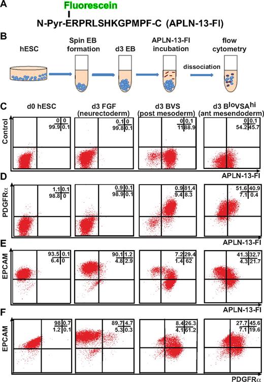 Figure 2. APLN binds posterior mesodermal and anterior mesendodermal progenitors in differentiating hESCs. (A) Amino acid sequence of synthesized APLN-13 N-terminal pyroglutamate (N-Pyr) peptide conjugated to fluorescein (Fl). (B) Staining protocol used to label cells with APLN-13–Fl. (C-F) Flow cytometric analysis of undifferentiated (d0) hESCs and day 3 EBs differentiated under neurectodermal (FGF), posterior mesodermal (BVS), and anterior mesendodermal (BloVSAhi) conditions labeled with APLN-13–Fl and Abs to PDGFRα or EPCAM. The growth factor concentrations are provided in “Cell culture and differentiation” and supplemental Figure 1. The percentage of cells falling into each quadrant is indicated in top right of each plot.