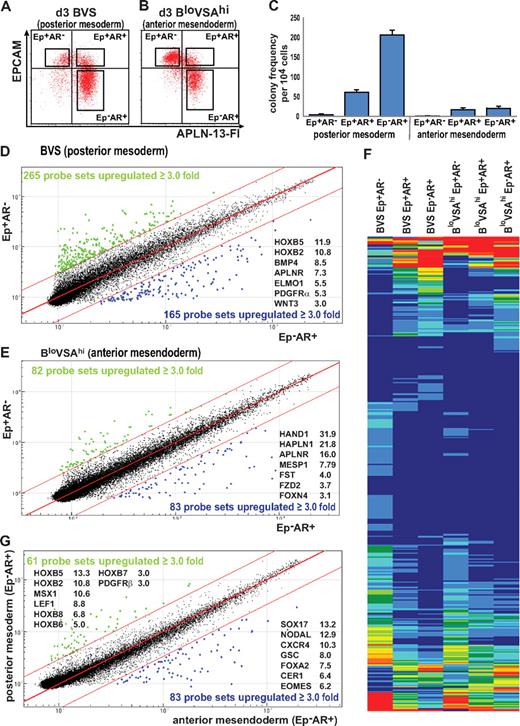 Figure 3. Analysis of APLNR- and EPCAM-sorted cells from differentiated EBs. Paired samples of (A) posterior mesodermally (BVS) and (B) anterior mesendodermally (BloVSAhi) differentiated day 3 EBs were flow sorted based on the expression of APLNR and EPCAM expression (boxed areas in the panel). The same gates were used to sort cells differentiated under both protocols to ensure that phenotypically similar populations were compared. (C) Hematopoietic colony-forming potential of sorted cell populations indicating enrichment of hemangioblast colony-forming cells in the APLNR+ fractions (Ep+AR+ and Ep−AR+). Colony frequency was markedly diminished in the anterior mesendoderm differentiations. Error bars represent SEM for n = 3 independent sorting experiments. (D-E) Comparison of microarray-derived gene expression profiles of EPCAM+APLNR− (Ep+AR−) and EPCAM−APLNR+ (Ep−AR+) cells sorted from EBs generated under conditions that favor the formation of (D) posterior mesoderm (BVS) or (E) anterior mesendoderm (BloVSAhi). (F) Heatmap comparing the expression profiles of differentially expressed genes in sorted cell fractions generated under posterior mesodermal (BVS) and anterior mesendodermal (BloVSAhi) conditions, showing similar patterns of expression in both sets of differentiations. (G) Microarray comparison of EPCAM−APLNR+ (Ep−AR+) cell fractions from BVS and BloVSAhi cell fractions representing the most posterior mesoderm and anterior mesendoderm committed fractions. Blue and green dots indicate probes differing by ≥ 3.0-fold from the mean. The fold change of several key genes is indicated for each plot.