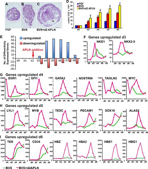 Figure 4. APLN alters EB morphology and increases expression of hematopoietic and endothelial genes during mesodermal differentiation. (A-C) Images of H&E-stained paraffin sections showing morphologic appearances of day 4 EBs differentiated in FGF2 alone or in BVS with and without APLN addition at day 2. Several neural rosettes (nr) are evident in the FGF2 EB. EBs that received BVS and APLN were larger with more prominent thin-walled cysts (cy). Scale bar: 100μM. (C) Histogram depicting the mean cell number per EB from day 3 to day 6 under each of these culture conditions. Error bars represent SEM for n = 6 independent experiments. *P < .01 comparing BVS+d2 APLN with BVS at each time point (see also supplemental Figure 5). (E) Histogram indicating the number of genes whose expression was up-regulated or down-regulated (≥ 2.5 fold change) at each time point in EBs cultured with BVS plus a single pulse of APLN at day 2 compared with those receiving BVS alone. (F-I) Histograms comparing the kinetics of gene expression in cells differentiated with or without APLN for selected genes. Panels are grouped to show the profiles of genes whose expression was maximal from day 3 to day 6 as indicated (see also supplemental Figure 6). Abbreviations for gene names are expanded in supplemental Table 8.