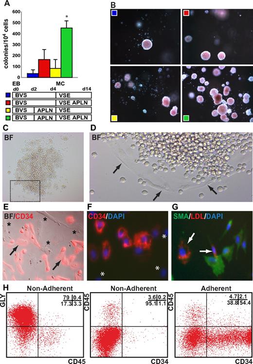 Figure 6. APLN augments hemangioblast colony formation. (A) Augmentation of day 3 hemangioblast colony formation in methylcellulose cultures supplemented with APLN. HES3 hESCs were differentiated as EBs for 3 days in BVS alone or in BVS with APLN added at day 2 (BVS/APLN). Dissociated cells were cultured further in methylcellulose (MC) supplemented with VEGF, SCF, and EPO (VSE) alone or in combination with APLN (VSE/APLN) as indicated. Error bars represent SEM for n = 4 independent experiments; *P < .01 for pairwise comparisons between BVS/APLN VSE/APLN and all other conditions. (B) Dark field images of hematopoietic colonies demonstrating the effect of APLN addition to both the initial mesoderm induction phase (EB) and the methylcellulose (MC) cultures. Original magnification, ×50. (C-D) Bright field images of replated hemangioblast colony demonstrating the presence of both hematopoietic cells and adherent cells (arrows). (E-F) Bright field and immunofluorescence overlay images demonstrating the presence of CD34+ (arrows) as well as CD34− adherent cells (asterisks). (G) Immunofluorescence overlay demonstrating that adherent cells either expressed SMA or took up DiI-Ac LDL (arrows). (H) Flow cytometric analysis of nonadherent and adherent cell fractions from pooled hemangioblast colonies differentiated for 11 days. Samples were stained with Abs to GLYCOPHORIN A (GLY), CD45, and CD34. The percentage of cells falling into each quadrant is indicated in the top right of each plot. Nonadherent cells predominantly comprised GLYCOPHORIN A+ CD45− erythroid cells with a small percentage of CD34−CD45+ myeloid cells whereas over 50% of the adherent cells were CD34+CD45− cells, many of which are likely to be endothelial cells. (G) Approximately 40% of the adherent cells were CD34−CD45− cells, consistent with the proportion of SMA+ smooth muscle cells observed by immunofluorescence (see also supplemental Figure 11). Original magnification: (C) ×50; (D) ×100; (E-G) ×200.