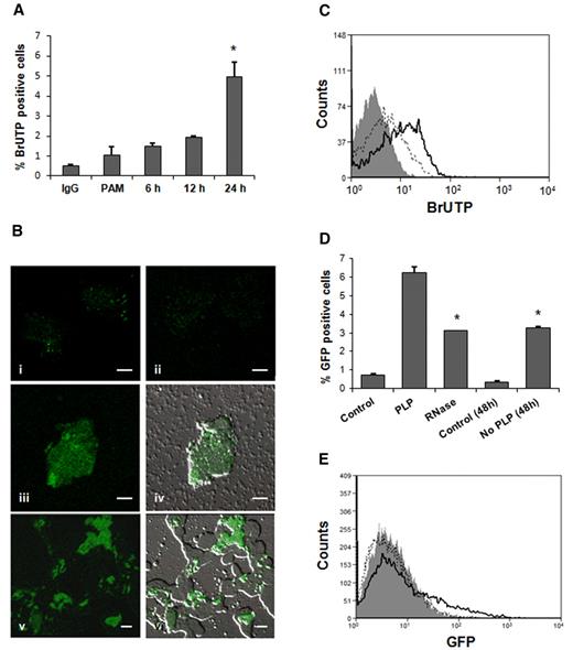 Figure 2. RNA transfer from MEG-01 to HUVECs and THP-1 cells. (A) Flow cytometry analysis of 1 μg/mL PAM-treated THP-1 cells cultured in presence of BrUTP-labeled PLPs for 6, 12, and 24 hours. No fusion was observed at 1- and 3-hour time points (*P < .05 compared with PAM). (B) The same experiment was analyzed by confocal microscopy. THP-1 cells demonstrated BrUTP labeling after 24-hour incubation with RNA-labeled PLPs (iii-vi; iv and vi are in bright field; 100× objective). THP-1 control cells stained with IgG (i) and BrdU-FITC (ii). Scale bar denotes 10 μm; 100× objective. (C) HUVECs, treated with 0.5 U/mL thrombin, were coincubated for 1 hour with BrUTP-labeled PLPs and analyzed by flow cytometry (open curve, solid line). Isotype IgG (gray filled curve), control (no PLPs; open curve, dotted line). (D) PAM (1 μg/mL)–treated THP-1 cells cocultured for 24 hours with GFP-PLPs treated (RNase) or not with RNase (PLP). THP-1 + untreated-PLPs were washed, after 24 hours, to eliminate residual PLPs and cultured for additional 24 hours (No PLP 48 h; *P < .05 vs untreated PLPs). (E) HUVECs showed GFP fluorescence, by flow cytometry, after 1-hour coincubation with PLPs containing GFP (open curve, dotted line), cells were then washed and allowed to grow for 24 hours (open curve, solid line). Control (gray filled curve).