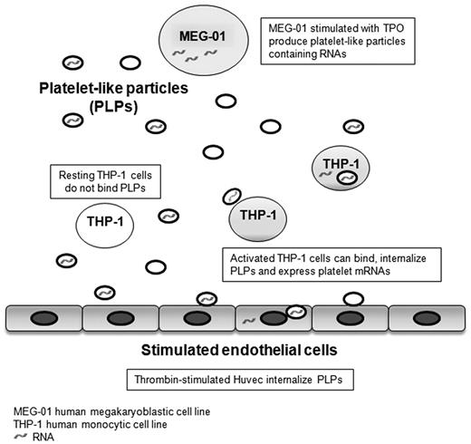 Figure 6. PLPs interaction with HUVECs and THP-1 cells.
