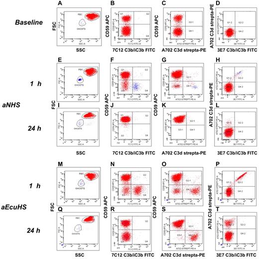 Figure 2. Kinetics of C3 fragment deposition and processing in the EASA. (A-D) Fresh PNH RBCs from untreated patient, baseline data. (A) Forward scatter (y-axis) versus side scatter (SSC). (B) CD59 APC (y-axis) versus C3b/iC3b FITC (x-axis; mAb 7C12). (C) CD59 APC (y-axis) versus C3d biotinylated-streptavidin PE (x-axis; mAb A702); (D) C3d biotinylated-streptavidin PE (y-axis) versus C3b/iC3b FITC (x-axis; mAb 3E7). Red and blue dots represent intact RBCs and RBC ghosts, respectively, as gated based on physical parameters (panels A-E). (E-L) aNHS. (E-H) C3b/iC3b and C3d deposition at 1 hour. (I-L) C3b/iC3b and C3d deposition at 24 hours. (E-I) forward scatter (y-axis) versus SSC. (F-J) CD59 APC (y-axis) versus C3b/iC3b FITC (x-axis; mAb 7C12). (G-K) CD59 APC (y-axis) versus C3d biotinylated-streptavidin PE (x-axis; mAb A702); (H-L) C3d biotinylated-streptavidin PE (y-axis) versus C3b/iC3b FITC (x-axis; mAb 3E7). Red and blue dots represent intact RBCs and RBC ghosts, respectively, as gated based on physical parameters (panels E-I). (M-T) aEcuHS. (M-P) C3b/iC3b and C3d deposition at 1 hour. (Q-T) C3b/iC3b and C3d deposition at 24 hours. (M-Q) forward scatter (y-axis) versus SSC. (N-R) CD59 APC (y-axis) versus C3b/iC3b FITC (x-axis; mAb 7C12). (O-S) CD59 APC (y-axis) versus C3d biotinylated-streptavidin PE (x-axis; mAb A702); P, T: C3d biotinylated-Streptavidin PE (y-axis) versus C3b/iC3b FITC (x-axis; mAb 3E7). Red and blue dots represent intact RBCs and RBC ghosts, respectively, as gated based on physical parameters (panels M-P).