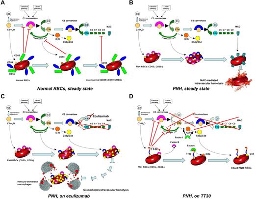 Figure 6. Complement cascade modulation on normal and PNH RBCs, with or without complement inhibitors. (A) Normal RBCs, steady state. Normal RBCs (CD55+, CD59+) are protected from complement activation by CD55, which down-regulate the C3-convertase, and by CD59, which inhibits the MAC assembly. Thus, in steady state normal RBCs can withstand the challenge of complement activation. (B) PNH RBCs, steady state. PNH RBCs (CD55−, CD59−) suffer from impaired complement regulation at the level of both C3-activation (because of the lack of CD55) and MAC assembly (because of the lack of CD59). As a result, in steady state, PNH RBCs eventually undergo intravascular hemolysis because of complement activation. (C) PNH RBCs, on eculizumab. On eculizumab treatment, PNH RBCs are protected from lysis because of the blockade of terminal effector complement; however, because of the impaired C3-convertase regulation, they suffer from continuous complement activation and subsequent membrane deposition of C3 fragments. As a result, on eculizumab, PNH RBCs may become susceptible to extravascular hemolysis secondary to removal of C3-opsonized RBCs by reticuloendothelial system (RES) macrophages, resulting in possible reduced life-span PNH RBCs. (D) PNH RBCs, on TT30. As soon as complement activation is initiated, the CR2-domain of TT30 delivers the complement-modulatory domain of fH to the RBC surface. Then, TT30 disables the C3-convertase, and, as cofactor of factor I, it promotes the conversion of active C3b into iC3b and then C3dg/C3d, preventing all downstream events because of the complement cascade (as well as additional complement activation on the red cell membrane). As a result, irrespective of the blockade of C5, TT30 may confer to PNH RBCs a normal survival even in presence of complement activation.