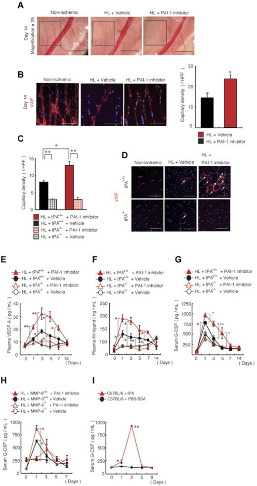 Figure 3. In vivo blockade of PAI-1 augments neoangiogenesis and growth factor release. (A) Macroscopic images of the lower limb region of nonischemic and PAI-1 inhibitor- or vehicle-treated wild-type mice were captured on day 14 after HL ischemia induction (magnification, 25×; scale bars, 2000 mm). The insert box depicts areas of neoangiogenesis. (B-G) HL ischemia was induced in C57BL/6, tPA+/+, and tPA−/− mice, and the mice were then treated with or without PAI-1 inhibitor daily from days 0-6. (B-C) Capillary density was measured in sections of the hamstring (B) and adductor muscles (C) based on immunohistochemical staining of VWF per high power field (HPF). (B,D) Representative images of anti-VWF mAb immunohistochemical staining of ischemic muscle sections from HL-ischemia–induced C57BL/6, tPA+/+, and tPA−/− mice either left untreated or treated with or without the PAI-1 inhibitor (n = 6/group) analyzed on day 14 after the procedure (scale bars, 200 mm). Arrows depict VWF+ capillaries. (E-G) Plasma levels of VEGF-A (E) and KitL (F) and serum levels of G-CSF (G) in HL-ischemia–induced tPA+/+ and tPA−/− mice treated with or without PAI-1 inhibitor were determined by ELISA (for VEGF-A, n = 9 for tPA+/+ mice and n = 3 for tPA−/− mice; for KitL and G-CSF, n = 7 for tPA+/+ mice and n = 3 for tPA−/− mice; for KitL, n = 3 for G-CSF). (H) G-CSF serum levels were analyzed by ELISA in HL-ischemia–induced MMP-9+/+ and MMP-9−/− mice treated with or without PAI-1 inhibitor (H) and in C57BL/6 mice treated with a serpin-resistant tPA mutant (n = 4-5/group). Values represent the means ± SEM. *P < .05; **P < .001.