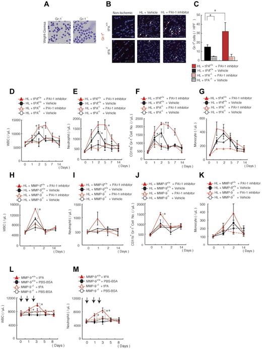 Figure 4. Pharmacologic PAI inhibition mobilizes neutrophils into the circulation and improves their tissue infiltration, a process dependent on endogenous tPA and MMP-9. (A) Wright-Giemsa staining of MACS-isolated infiltrating Gr-1+ and Gr-1− cells derived from ischemic tissues of C57BL/6 mice on day 5 after HL induction. (B) Immunofluorescent staining of Gr-1 was performed on nonischemic muscle tissues or on HL-ischemic muscle tissues derived from vehicle- or PAI-1 inhibitor-treated HL-ischemic tPA+/+ and tPA−/− mice 14 days after the HL procedure. PAI-1 inhibitor was administered daily on days 0-6 after the procedure. The arrows indicate Gr-1+ cells (scale bars, 200 mm). Nuclei were counterstained with DAPI (blue). (C) Quantification of Gr-1+ cells in ischemic muscle tissues (n = 3/group). (D-K) The total number of WBCs (D,H) and the number of neutrophils (E,I), CD11b+Gr-1+ cells (F,J), and monocytes (G,K) were determined in the peripheral blood of PAI-1 inhibitor-treated or vehicle-treated tPA+/+ and tPA−/− mice (for B-G, n = 4) and in MMP-9+/+ and MMP-9−/− mice (for H-K, n = 6) by counting (D,E,G,H,I,K) or by FACS analysis (F,J). (L-M) The total number of WBCs (L) and neutrophils (M) were counted in in MMP-9+/+ and MMP-9−/− mice (n = 4). *P < .05; **P < .001 for recombinant tPA-treated versus vehicle-treated C57BL/6 mice. Values represent the means ± SEM. Data are expressed as the absolute number of each cell type per milliliter of blood. *P < .05.