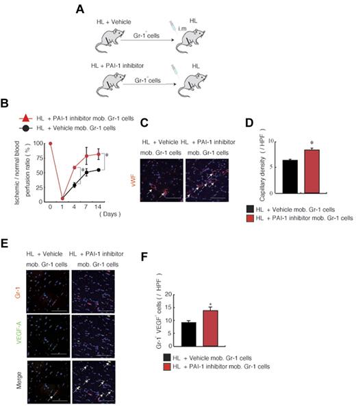 Figure 5. Adoptive transfer of Gr-1+ cells from PAI-1 inhibitor-treated mice improves neoangiogenesis. (A-F) Muscle-derived Gr-1+ cells isolated from HL-ischemia–induced-C57BL/6 donors treated with/without PAI-1 inhibitor were transplanted into HL-ischemia–induced recipients for 3 days (n = 6/group). (A) Experimental scheme of the muscle-derived Gr-1+ cell transplantation assay. (B) Blood flow was determined after transplantation of PAI-1 inhibitor-mobilized versus vehicle-mobilized (mob.) Gr-1+ cells in HL-ischemic C57BL/6 recipients. (C) VWF immunostaining of lower limb ischemic tissue of mice receiving vehicle- or PAI-1 inhibitor-mobilized cell transplantations. Arrows indicate capillaries. Nuclei were counterstained with DAPI (blue staining). Scale bars indicate 200 mm. (D) Capillary density was evaluated per high-power field (HPF). (E) Immunofluorescent staining of Gr-1 and VEGF-A was performed on sections derived from vehicle or PAI-1 inhibitor-mobilized Gr-1 cell-transplanted mice. The arrows indicate transplanted Gr-1+ cells costained with VEGF-A in ischemic tissues. Nuclei were counterstained with DAPI (blue). (F) Quantification of Gr-1+ VEGF-1+ cells under a HPF. Data represent means ± SEM. *P < .05.