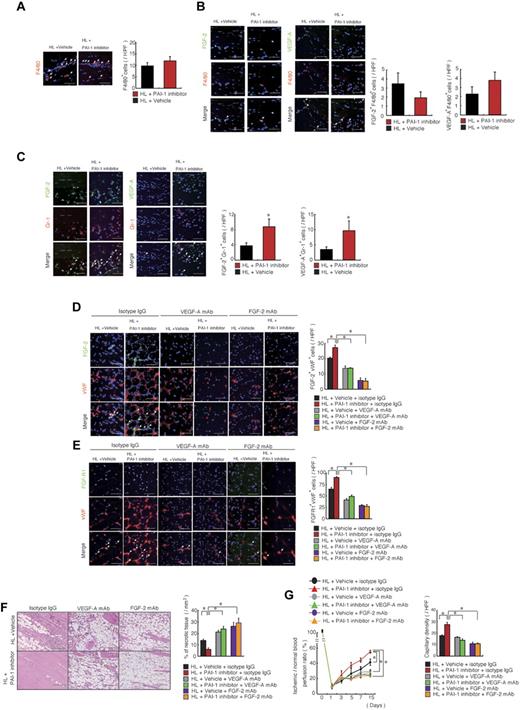 Figure 6. PAI -inhibition induces angiogenesis during HL-ischemic recovery via FGF-2- and VEGF-A–mediated pathways. (A-C) HL-ischemia–induced C57BL/6 mice were treated with the PAI-1 inhibitor or vehicle. Ischemic sections of PAI-1 inhibitor or vehicle-treated mice 3 days after the HL procedure were costained for F4/80 (A), F4/80 and VEGF-A or F4/80 and FGF-2 (B), or Gr-1 and VEGF-A or Gr-1 and FGF-2 (C). Nuclei were counterstained with DAPI (blue). Left panels are representative immunofluorescent images. Arrows indicate VEGF-A+, FGF-2+, F4/80+, or Gr-1+ cells. Right panel shows the quantification of the indicated cell populations per high-power field (HPF; n = 5/group for each experiment). (D-G) HL-ischemia–induced C57BL/6 mice were treated with the PAI-1 inhibitor and coinjected with neutralizing doses of anti–FGF-2, anti–VEGF-A, or anti-IgG control Abs (n = 4/group). (D-E) Ischemic muscle tissues from Ab-treated animals 14 days after the HL procedure were immunofluorescently costained for FGF-2/VWF and FGF-R1/VWF. Nuclei were counterstained with DAPI (blue staining). Arrows indicate FGF-2+/VWF+ and FGF-R1+/VWF+ cells (scale bars, 200 mm). Right panel shows the indicated cell populations quantified per HPF. (F) Left panel, ischemic muscle tissue sections were stained with H&E (scale bars, 200 mm). Right panel shows the quantification of necrotic areas in ischemic H&E-stained tissue sections. (G) Blood flow was determined at the indicated time points. (H) Ischemic muscle tissue sections stained with Abs against VWF antigen on day 14 were used to determine capillary density. Data represent means ± SEM. *P < .05.