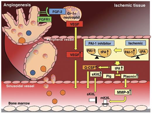 Figure 7. Schematic diagram showing the various molecules involved in the proangiogenic effect of PAI-1 inhibition. Under ischemic conditions, the local balance between the fibrinolytic factor tPA and one of its endogenous inhibitors, PAI-1, is shifted toward a profibrinolytic state with a local increase in tPA. Ischemia systemically results in a profibrinolytic state, a process dependent on endogenous tPA. Pharmacologic PAI-1 inhibition during ischemic recovery improved tissue regeneration due to an expansion of circulating and tissue-resident Gr-1+ neutrophils coexpressing VEGF-A, FGF-2, and TIMP-1–free MMP-9, and to increased release of the angiogenic factor VEGF-A, the hematopoietic growth factor KitL, and G-CSF. Ab neutralization and genetic-knockout studies indicated that both the improved tissue regeneration and the increase in both circulating and ischemic tissue-resident Gr-1+ neutrophils were dependent on the activation of tPA and MMP-9 and on VEGF-A and FGF-2.