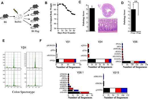 Figure 1. High-frequency clonotypes in mice with GVHD-associated autoimmune colitis. (A) Experimental approach used to examine the development of GVHD-associated autoimmunity. Lethally irradiated (900 cGy) Balb/c mice were transplanted with C57BL/6 (B6) BM (10 × 106) and 0.4 × 106 spleen cells to induce moderate GVHD. Animals were then euthanized 19-21 days after transplantation and pooled spleen cell suspensions from fully donor-engrafted mice adjusted to yield a T-cell dose of 0.5 × 106 were injected intravenously into nonirradiated B6 Rag animals. Mice were typically analyzed 60-70 days after transfer. (B) Serial weight curve after transfer of spleen cells from primary GVHD mice (n = 7). (C) Pathologic damage in the colon using a semiquantitative scoring system as detailed in the “Methods” section. The maximal pathologic score was 12. Histology of colon from a representative animal that received adoptive transfer of primary GVHD spleen cells showing extensive inflammation in the lamina propria, goblet cell depletion, and crypt cell destruction. Magnification is 20× for the upper panel and 100× for the lower panel. (D) Pathologic score in the colons of B6 Rag mice (n = 6-7 group) 60-70 days after transplantation that received spleen cells from primary B6 → Balb/c GVHD mice alone or together with purified CD4+ CD25+ Tregs from normal B6 animals. Data are presented as the means ± SEM. **P < .01. (E) Colons from replicate B6 Rag mice (n = 4) that received the same pooled spleen cells from GVHD animals were harvested and RNA was isolated for spectratype analysis. A representative spectratype showing dominant skewed peaks within the Vβ4 family is depicted. Arbitrary units reflecting peak intensity are on the y-axis, and CDR3 region nucleotide sequence length are on the x-axis. (F) Nonirradiated B6 Rag mice were adoptively transferred with pooled spleen cells from primary GVHD B6 → Balb/c chimeras that had undergone transplantation 19-21 days previously. Animals were euthanized 60-70 days after transfer and TCRβ spectratype and clonotype analysis was performed on processed colon tissue. The name and number of CDR3 region amino acid sequences derived from dominant peaks in specified Vβ families is depicted. Colors in bar graphs represent individual mice.