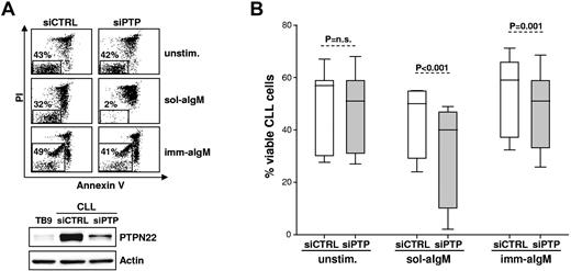 Figure 2. Silencing of PTPN22 in primary CLL cells enhances proapoptotic and inhibits antiapoptotic BCR signals. (A) CLL cells were transfected with control (siCTRL) or PTPN22 (siPTP) siRNA and placed in culture with bone marrow stromal cells to inhibit spontaneous and nucleofection-induced apoptosis. After 48 hours, CLL cells were removed from the layer of stromal cells and were cultured for additional 48 hours without (unstim.) or with soluble or immobilized anti-IgM (sol-aIgM and imm-aIgM, respectively). The percentage of viable cells was determined by annexin V/PI staining and flow cytometry. One representative experiment of 11 is shown. Viable cells bound with beads coated with imm-aIgM are seen as a separate population. PTPN22 protein levels in the same sample are shown in the bottom panel. Normal B cells (TB9) were used as a standard to evaluate the efficiency of PTPN22 down-regulation. (B) Summary of the data obtained with 11 different CLL samples. Significance of differences in leukemic cell viability was evaluated with the paired t test.