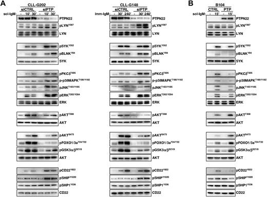 Figure 4. PTPN22 inhibits activation of proapoptotic and enhances activation of antiapoptotic pathways in anti-IgM–stimulated CLL and B104 cells. (A) CLL cells were transfected with control (siCTRL) or PTPN22 (siPTP) siRNA as described in the legend to Figure 2. After 48 hours, cells were stimulated with soluble (left panel) or immobilized (right panel) anti-IgM for the indicated times. Cellular extracts were prepared and analyzed by immunoblotting with the indicated antibodies. Three independent experiments with similar results were performed. (B) B104 cells were transfected with control (CTRL) or PTPN22 (PTP) mRNA and stimulated with soluble anti-IgM as indicated. Cellular extracts were prepared and analyzed by immunoblotting with the indicated antibodies. One representative experiment of 3 is shown.