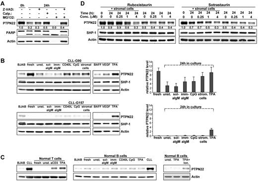 Figure 5. Regulation of PTPN22 expression in normal and CLL B cells. (A) Western blot analysis of cellular extracts obtained from CLL cells immediately on isolation or after 24 hours in culture without or with the caspase inhibitor Z-VAD, the calpain inhibitor calpeptin (Calp.), or the proteasome inhibitor MG132. Because MG132 induces apoptosis in CLL cells, this inhibitor was used both alone and in combination with Z-VAD. Normalized PTPN22 levels are expressed as fold change relative to the level in freshly isolated CLL cells. (B) Expression of PTPN22 and SHP-1 was evaluated in freshly isolated CLL cells, CLL cells cultured for 24 hours in the absence of any stimuli (unst.) or CLL cells cultured for 24 hours with sol-aIgM, imm-aIgM, CD40L + enhancer, CpG, M2-10B4 bone marrow stromal cells, B-cell activating factor, vascular endothelial growth factor, or TPA. Actin was used as a loading control. Shown are 2 representative experiments of 8 performed with sol-IgM, imm-IgM, CpG, stromal cells, and TPA, and 4 performed with CD40L, vascular endothelial growth factor, and TPA. Changes in PTPN22 expression during culture with sol-aIgM, imm-aIgM, CpG stromal cells, and TPA are shown separately for the 5 samples with high PTPN22 levels in freshly isolated CLL cells (top panel) and the 3 samples with low/absent PTPN22 expression (bottom panel). Values in graphs represent mean ± SD. The BJAB cell line was used as an internal standard. (C) PTPN22 expression in normal T and B cells after 24 hours in culture with the indicated stimuli. Ion. indicates ionomycin. (D) Effects of ruboxistaurin and sotrastaurin on PTPN22 and SHP-1 expression in CLL cells cultured for 24 hours with or without stromal cells.