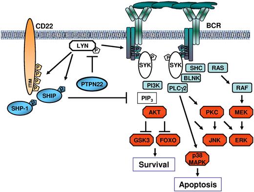 Figure 7. Schematic representation of the mechanism through which PTPN22 blocks proapoptotic and enhances antiapoptotic BCR signals. PTPN22 prevents LYN activation by dephosphorylating the activating Y397 residue. This results in impaired activation of downstream signaling pathways, including pathways that transduce the proapoptotic BCR signal. However, inactivation of LYN by PTPN22 also prevents recruitment and activation of SHIP, which is a key negative regulator of the PI3K/AKT pathway. In the absence of SHIP, AKT continues to be activated by phosphatidylinositol 3,4,5-trisphosphate (PIP3), resulting in a net increase in AKT activity despite the overall attenuation of the BCR signal. Tyrosine residues that are directly phosphorylated by LYN are indicated by “P” in the pentagon.