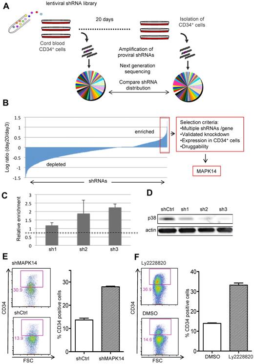 Figure 1. A forward RNAi screen identifies MAPK14 as a regulator of human HSPCs. (A) CB CD34+ cells were transduced with a pooled lentiviral library and cultured for 20 days. Cell samples harvested after 3 and 20 days were analyzed by next generation sequencing of proviral shRNAs. (B) Relative changes in shRNA distribution calculated as the normalized number of shRNA sequence reads at day 20 divided by the number of reads day 3. The mean from 3 independent screens is plotted in ascending order. (C) The relative enrichment in CD34+ cells at day 20 for 3 independent shRNAs (sh1 to sh3) targeting MAPK14. The mean value of all shRNAs in the screen is shown as a dotted line. (D) Western blot of p38 expression in CD34+ cells transduced with MAPK14-targeting shRNAs (sh1 to sh3) or control shRNA targeting β-galactosidase (shCtrl). (E) CD34 expression after 17 days of culture of CB CD34+ cells transduced with MAPK14-targeting shRNA or control shRNA (n = 3). (F) CD34 expression after 14 days of culture of CB CD34+ cells treated with the P38α inhibitor Ly2228820 or vehicle (DMSO; n = 3). Error bars represent SEM.