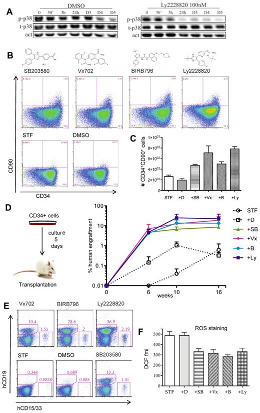 Figure 2. Pharmacologic inhibition of MAPK14/p38 enhances the HSPC activity of cultured CB CD34+ cells. CB CD34+ cells (70 000-100 000 cells per well) were cultured in STF medium supplemented by the specified MAPK14/p38 inhibitors or vehicle (DMSO) during 5 days and were then analyzed by FACS or transplanted to sublethally irradiated NSG mice. (A) Time course expression analysis of total p38 (t-P38) and phosphorylated p38 (p-p38). Actin expression was used as loading control (act). D indicates days. (B) FACS analysis for CD34 and CD90 expression. (C) Numbers of CD34+90+ cells (data from a representative experiment with 3 independent replicates). Error bars represent SEM (D) Percentage of human (CD45+) cells in peripheral blood of NSG recipients (3-4 animals per group) at 6, 10, and 16 weeks after transplantation. (E) Lympho-myeloid potential assessed by FACS analysis of human CD19 (B-lymphoid cells) and CD33/CD15 (myeloid cells) in bone marrow of NSG recipient mice, 17 weeks after transplantation. Each plot represents an animal from the experiment presented in panel D. Numbers indicate the percentage of positive cells in whole bone marrow. (F) ROS staining (DCFDA probe) assessed by FACS and presented as fluorescence mean intensity (fmi) in CD34+ cells. Pooled data from 3 independent experiments. Error bars represent SEM. D indicates DMSO; SB, SB203580; Vx, Vx702; B, BIRB796; and Ly, Ly2228820.