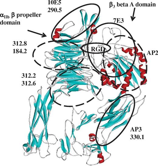 Figure 4. Ribbon diagram of the αIIb/β3 head region indicating possible binding footprints of 5 mAb pairs. Structural coordinates were from Protein Data Bank (3FCS)19 viewed with WebLab viewer Pro 3.7 (Molecular Simulations Inc). Amino acid residues 606-959 of αIIb and 561-690 of β3 were omitted for the sake of clarity. Alpha helical structures are red, and β sheets are turquoise. Solid ovals represent likely footprints of mAbs 10E5, 7E3, AP3, and RGD peptide based on prior crystallographic17 or mutagenic31,32 studies. Dashed ovals represent likely binding footprints of 7 other mAbs inferred from their reactions with chimeric αIIb/β3 constructs and from blocking studies summarized in Table 3.