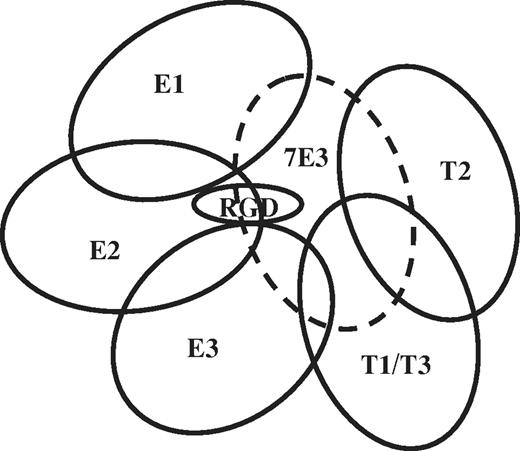 Figure 6. Schematic representation of likely “footprints” for patient Abs E1, E2, and E3 and T1, T2, and T3 based on inhibition of Ab binding by mAbs specific for subdomains of the αIIb and β3 head regions. The footprint for mAb 7E3 (and abciximab) is shown by the dashed oval. “RGD” indicates approximate location of the binding site for RGD peptide, eptifibatide, and tirofiban.