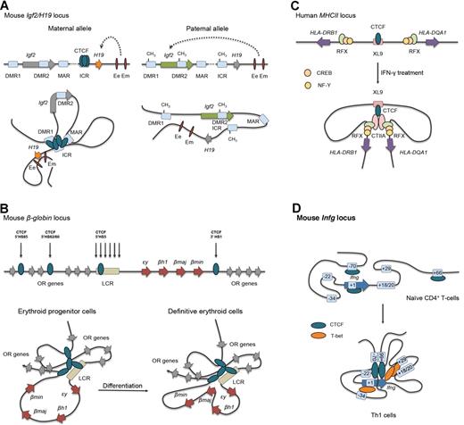 Figure 1. CTCF-mediated gene insulation via chromatin looping at several model loci. (A) Allele-specific, DNA methylation-sensitive binding of CTCF and chromatin looping account for parent-of-origin H19 and Igf2 gene expression patterns during mouse development. DMR indicates differentially methylated region; Ee, endodermal tissue enhancer; ICR, imprinting control region; and Em, mesodermal tissue enhancer. (B) In progenitor cells, mouse globin genes embedded within the olfactory receptor (OR) gene cluster are looped out from the CTCF-mediated chromatin hub, and ϵy and βh1 are expressed. On differentiation, dynamic interactions between the definitive erythroid genes β-major (βmaj) and β-minor (βmin) and the LCR are observed. HS indicates hypersensitive site. (C) IFN-γ treatment induces cotranscription of the human HLA-DRB1 and HLA-DQA1 genes in nonexpressing cell types by up-regulating the coactivator CIITA. Gene activation results from heterodimer formation between CIITA and the transcription factors RFX, CREB, and NF-Y bound to the inactive promoter of the MHC class II genes and the CTCF-bound XL9 enhancer. (D) On mouse Th1 cell differentiation, CTCF cooperates with T-bet to juxtapose distal regulatory elements, including the conserved noncoding sequence (CNS)–34 enhancer, to the Ifng gene. This results in a Th1-cell–specific chromatin structure at the Ifng locus for efficient IFN-γ transcription.