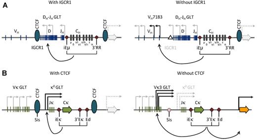 Figure 2. Model for CTCF function at the Igh and Igκ loci. (A) CTCF binding at the IGCR1 in the VH-D intergenic region in the Igh locus prevents inappropriate communication between the Igh enhancers and the proximal VH gene segments. Targeted IGCR1 deletion in the mouse (right) leads to antisense transcription extending into proximal VH segments of the VH7381 family and concomitant aberrant rearrangement.53,54 GLT indicates germline transcript; and IGCR1, intergenic control region 1. (B) Likewise, CTCF binding at the SIS element in the Vκ-Jκ intergenic region in the Igκ locus is important for proper germline transcription over the Jκ region, limits proximal Vκ recombination, and restricts κ enhancer interactions to the Igκ locus.49,60 Conditional deletion of Ctcf in the mouse (right) leads to increased proximal Vκ3-family transcription and rearrangement, and increased expression of the neighboring Rpia gene (orange arrow). GLT indicates germline transcript; and SIS, silencer of intergenic sequence.