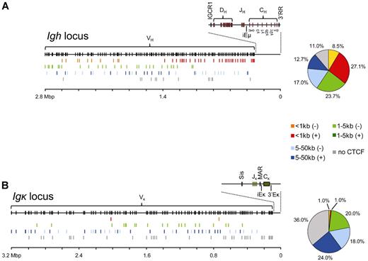 Figure 3. VH and Vκ gene positions relative to CTCF occupancy. (A) Overview of VH gene positions relative to the nearest CTCF binding site for the mouse Igh locus. The germline Igh locus is shown with the locations of VH, DH, JH, CH, and enhancer elements (top). VH genes were grouped according to the location of the nearest CTCF site and whether this site was located upstream (−) or downstream (+) relative to VH transcriptional orientation. Color-coded groups of VH genes were plotted at their respective locations below the germline VH genes. On the right, a pie-chart represents the distribution of the different VH gene groups expressed in percentages of the total number of VH genes. (B) Identical to panel A, but for the Vκ genes within the mouse Igκ locus.
