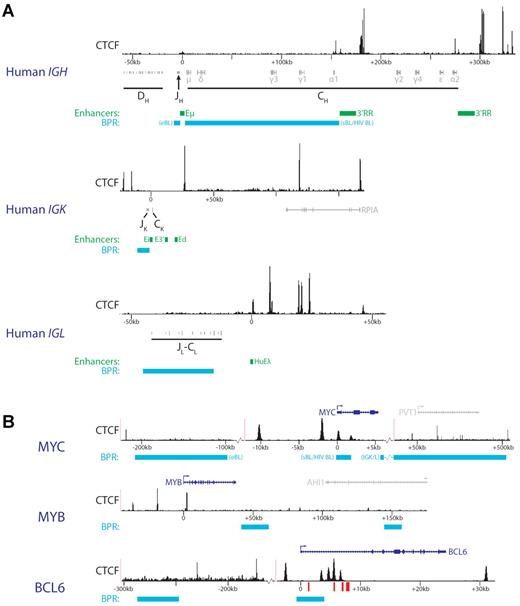 Figure 4. CTCF distribution and chromosomal breakpoint regions (BPR) around Ig enhancers and oncogenes involved in translocation with antigen receptor loci. (A) Genomic regions surrounding the human IgH enhancers. CTCF ChIP-Seq data (from the human GM12878 B lymphoblastoid cell line81) is shown above the localization of DH, JH, and CH fragments. Green represents enhancers; and cyan, most common chromosomal BPRs. For the IGH locus, 2 common BPRs are annotated. eBL indicates endemic Burkitt lymphoma; sBL, sporadic Burkitt lymphoma; and HIV BL, HIV-induced Burkitt lymphoma. For scaling purposes, the position of Eμ (IGH), Ei (IGK), or HuEλ (IGL) enhancers was set to 0. (B) CTCF ChIP-Seq data (from the human GM12878 B lymphoblastoid cell line81) are shown for 3 genomic regions around oncogenes involved in translocations with antigen receptor loci. Locations of genes are shown on top, with the relevant oncogenes in blue and other genes in gray. The oncogene transcriptional start site was set to 0 for scaling purposes. Cyan indicates the most common chromosomal BPRs. BPRs linked to distinct B-cell malignancies are indicated as in panel A. For MYC, breakpoints found specifically in translocations with Ig light chain loci are annotated (IGK/L). Red bars represent the BCL6 CpG islands located in intron 1.