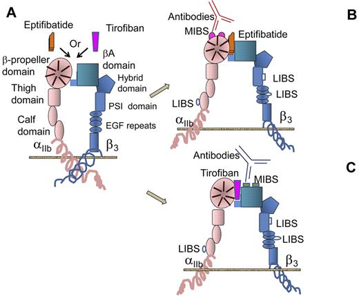 Drug binding to αIIbβ3 and induction of MIBS and LIBS. (A) Eptifibatide or tirofiban binds to αIIb/β3, as indicated. Drug binding (eptifibatide in panel B or tirofiban in panel C) induces emergence of drug-specific MIBS (mimetic-induced binding site) and nonspecific LIBS (ligand-induced binding site). Drug-dependent antibodies recognize and bind MIBS and not LIBS.