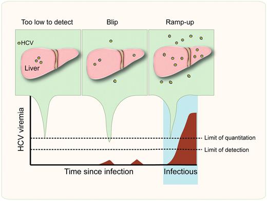 The earliest stages of hepatitis C virus (HCV) infection. During the eclipse phase, HCV replicates in hepatic foci but may be only sporadically detectable as “blips” of viremia in the blood; levels of HCV RNA are too low to quantify using licensed clinical assays. HCV is infectious just before or at the start of the ramp-up phase, when circulating viral loads begin to increase exponentially.