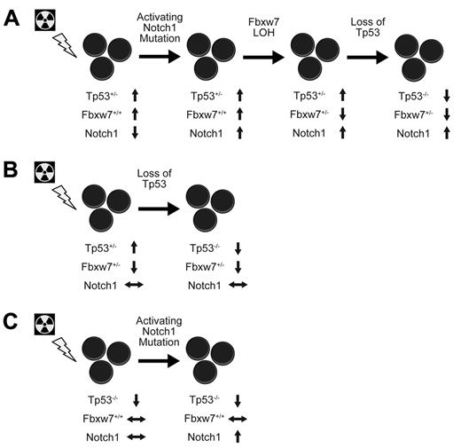Figure 2. Model of sequential genetic alterations in T-ALL. After ionizing radiation exposure, Tp53 levels increased as a result of DNA damage, which elicited an increase in Fbxw7 levels and a subsequent reduction in overall Notch1 activity. Genetic alterations opposing these changes arose sequentially in Notch1, Fbxw7, and Tp53 to yield T-ALL formation (A). In contrast, thymocytes with only 1 copy of Fbxw7 bypassed Notch1 mutations during malignant transformation (B). Paradoxically, thymocytes entirely lacking Tp53 underwent malignant transformation without Fbxw7 alteration but still displayed Notch1 mutations (C).
