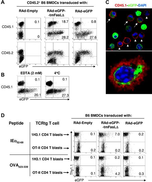 Figure 3. Transfer of endogenous exosomes between BMDCs. (A) FACS analysis of transfer of eGFP between 106 CD45.2+ BMDCs transfected with RAd-eGFP-tmFasLΔ (or control RAd-Empty or RAd-eGFP) and 106 acceptor CD45.1+ BMDCs. Numbers are percentages of cells. (B) Effect of EDTA and temperature on transfer of exosomes between CD45.2+ RAd-eGFP-tmFasLΔ-transfected BMDCs and CD45.1+ BMDCs. (C top) Confocal microscopy of CD45.1+ BMDCs (in red) incubated with CD45.2+ BMDCs transfected with RAd-eGFP-tmFasLΔ. Arrows indicate acceptor (CD45.1+) BMDCs with eGFP+ content. As control, arrowheads show some acceptor BMDCs without eGFP. (Bottom) eGFP inside an acceptor BMDC surface labeled with CD45.1 (in red; ×1000). (D) Detection by FACS of transfer of eGFP between BMDCs and TCR transgenic (tg) T cells in a 3-cell culture system. One million BMDCs transfected with RAd-eGFP-tmFasLΔ (or control RAd-Empty or RAd-eGFP) and pulsed with IEα52-68 or OVA323-339 peptide were cocultured with in vitro–activated (blasts) 1H3.1 (Thy1.1+) and OT-II (Thy1.2+) CD4 T cells (5 × 106 of each). CD11c+ cells (BMDCs) were gated out. Numbers are percentages of cells. One of 3 (A,D) or 2 (B-C) experiments is shown.
