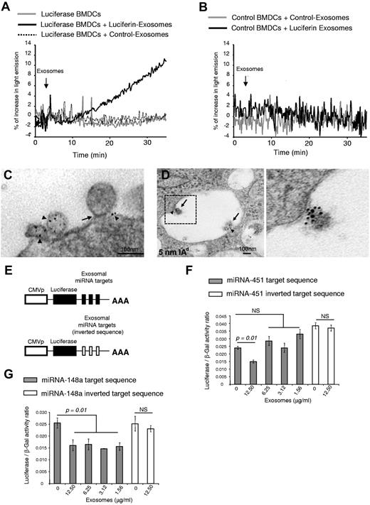 Figure 6. Release of luminal content of exosomes and acquisition of exosome-shuttle miRNAs by DCs. (A) Content-mixing assay between 106 BMDCs transduced with RAd-LUC (Luciferase BMDCs or with RAd-Empty, control BMDCs) and 10 μg exosomes loaded with luciferin (or not, Control-Exosomes) added to the DCs 3 minutes later. The assays were done in a final volume of 2 mL of 2 g/L glucose Ca/Mg HBSS. Luciferase BMDCs incubated alone were included as negative controls. (B) Content-mixing assay between 106 control BMDCs and 10 μg of exosomes loaded with luciferin (or not, Control-Exosomes) added to the DCs 3 minutes later. (C) Ultrastructural analysis of the interaction of exogenously added (BALB/c) BMDC exosomes surface labeled with 5 nm of gold particles (IAd+, arrowheads) with the plasma membrane of an acceptor BMDC (B6, IAd−). The arrow shows the tight contact between the surface membrane of the BMDCs and the membrane of the labeled exosome (×100 000). Bar = 100nm. (D) Internalized 5 nm of gold-labeled (arrowheads) exosomes (arrows) inside a BMDC phagosome (×100 000). Bar = 100nm. The area within the dotted line is shown at higher detail on the right. (E) Luciferase reporter construct with 3 tandem copies of the target sequence to miR-451 or miR-148a located in the 3′-untranslated region and the control vector with the inverted sequences. (F-G) Normalized expression of luciferase in 106 DC2.4 cells transfected with pCMV-Luc/3 × PT-miR-451 or control pCMV-Luc/3 × PT-inverted-miR-451 (F), or with pCMV-Luc/3 × PT-miR-148a or control pCMV-Luc/3 × PT-inverted-miR-148a (G), after 18 hours incubation alone, or with increasing concentrations of exosomes in complete medium. Shown results are representative of 4 (A-B), 12 (C-D), and 3 (F-G) independent experiments.