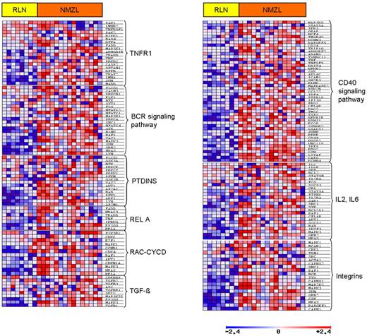 Figure 2. Gene set and pathways enriched in NMZL. The expression of genes representing different B-cell pathways by GSEA analysis (t test). Red and blue represent higher and lower expression, respectively.