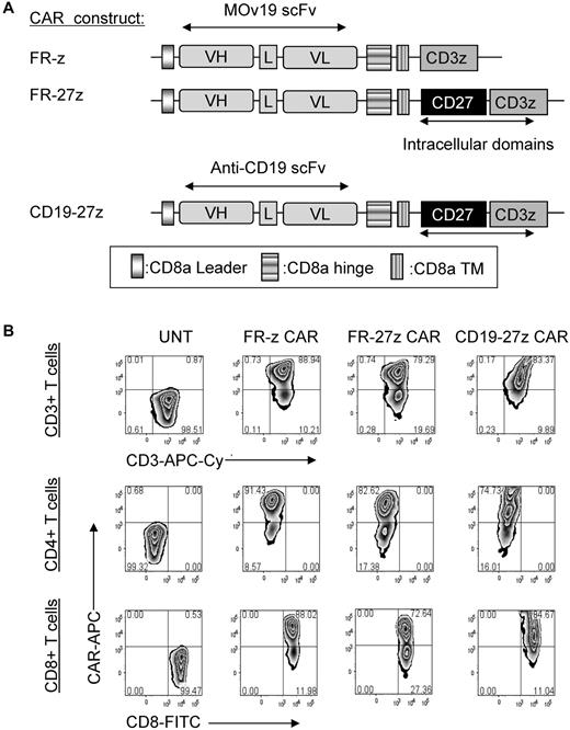 Figure 1. CAR constructs and expression of CD27 containing FR CAR or CD19 CAR on primary human CD4 and CD8 T cells. (A) Schematic representation of anti-FR MOv19 scFv-based CAR constructs containing the CD3ζ cytosolic domain alone (FR-z CAR) or in combination with CD27 intracellular domain (FR-27z CAR). CD19-27z CAR was also constructed and used as an antigen specific control. VL indicates variable light chain; L, linker; VH, variable heavy chain; and TM, transmembrane region. (B) Both primary human CD4 and CD8 T cells can efficiently express either FR-specific CARs or CD19-specific CAR as measured by flow cytometry. A viable CD3+ lymphocyte gating strategy was used. UNT indicates untransduced cells.